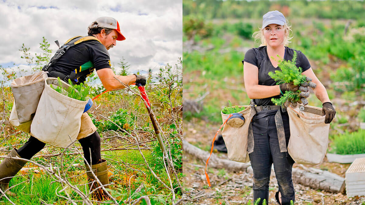 ¿POR QUÉ REFORESTAR?
LOS ÁRBOLES...