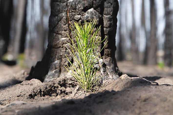 One Tree Planted